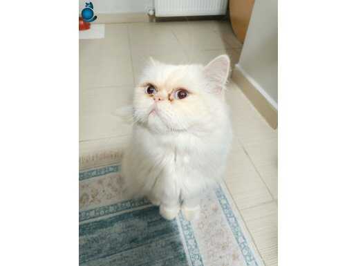 British beyaz erkek kedi