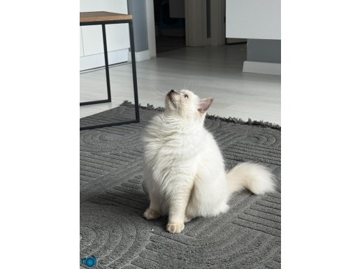 SAFKAN 7 AYLIK ERKEK RAGDOLL