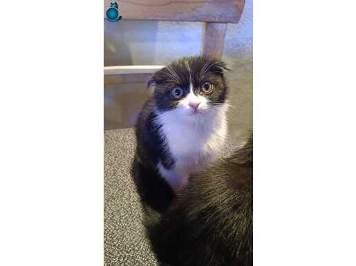 2 Aylık Yavru Dişi 2 tane