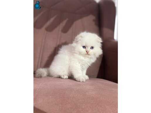 Üst kalite bebeklerimiz