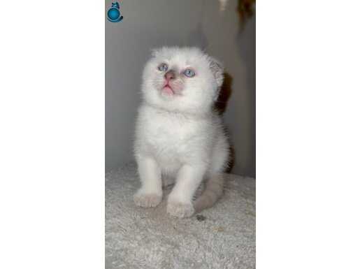 Scottish fold blue point safkan 