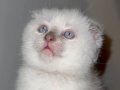 Scottish fold blue point safkan 