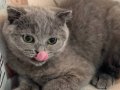 Scottish fold 