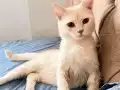Boncuk Gözlü British Shorthair