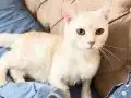 Boncuk Gözlü British Shorthair