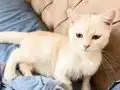 Boncuk Gözlü British Shorthair