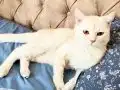 Boncuk Gözlü British Shorthair