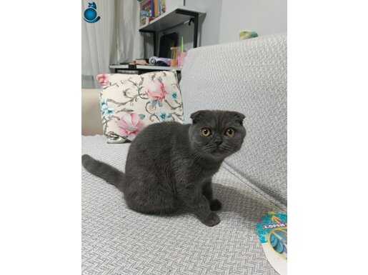 Acıl taşınma sebebiyle kedimize yeni yuva arıyoruz 