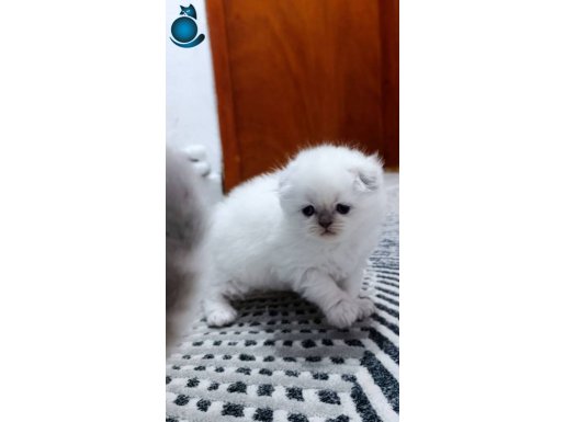 52 günlük ev kedimizin yavrusu