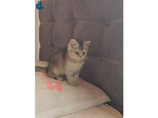2 aylık British Shorthair Erkek