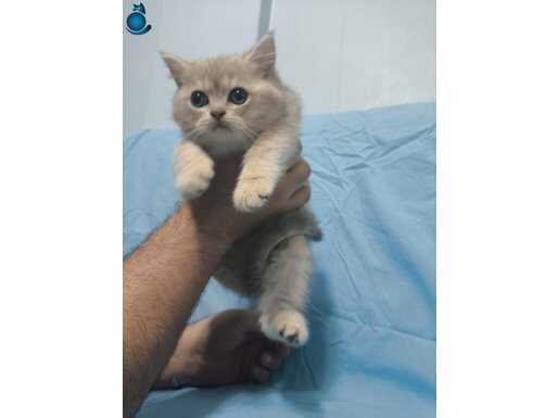 BRITISH SHORTHAİR GOLDEN VE SİLVER YAVRULAR