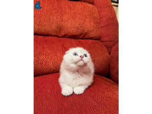 A KALİTE SCOTTİSH FOLD YAVRULARIMIZ