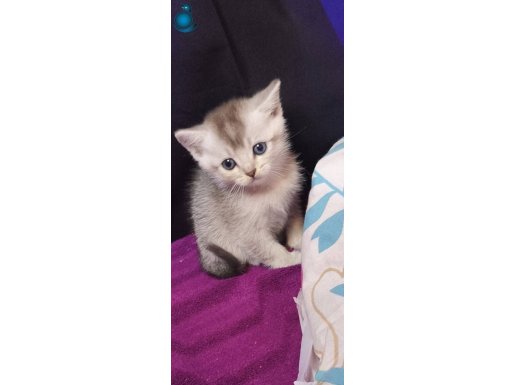 Yeni sahiplerini arıyoruz 