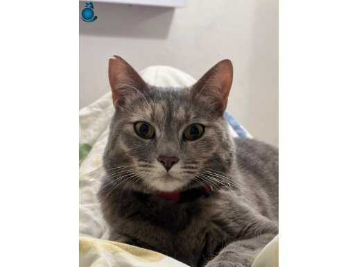 Kedimizi şehir dışından dolayı sahiplendirmek istiyoruz 