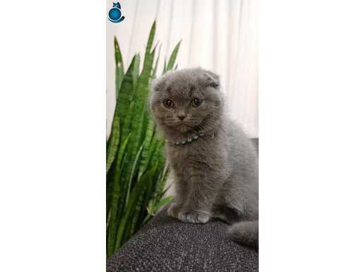 2 Aylık erkek yavru kedi