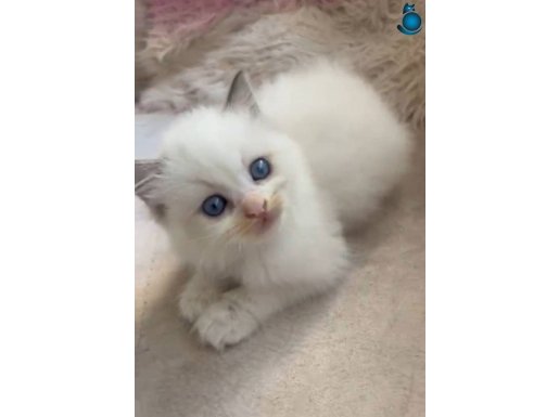 Yavru Erkek Safkan Ragdoll