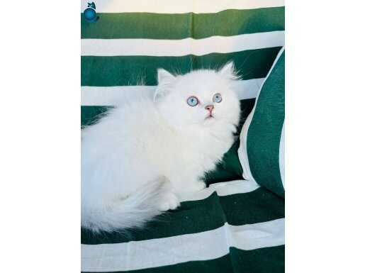 2,5 aylık erkek bebekler