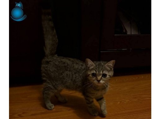 5 aylık Scottish Straight Yavru