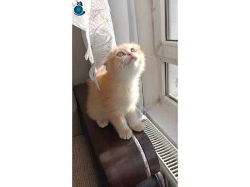 Golden Scottiss fold secereli yok böyle bir güzellik