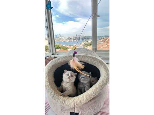 100% SAFKAN BRITISH Shorthair Yavruları 