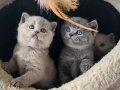 100% SAFKAN BRITISH Shorthair Yavruları 