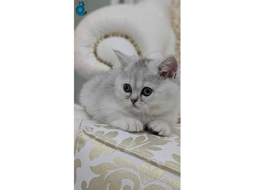 2.5 aylık British Shorthair.Silver Shaded.Ns11.
