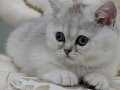 2.5 aylık British Shorthair.Silver Shaded.Ns11.