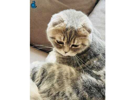 Sevimli dostumuz BÜCÜR 