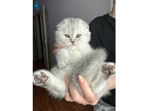 Scottish Yavrular 2 Aylık Saf