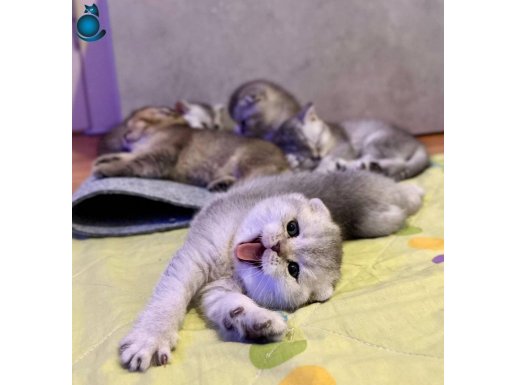 Scottish Straight Kediler 2 aylık