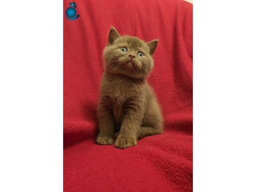 Full SCR Cinnamon Bebekler