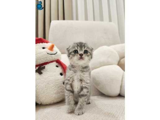 Kuru mama ve tuvalet eğitimli Scottish