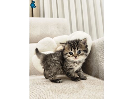 40 günlük british longhair classic tabby, wc eğitimli 