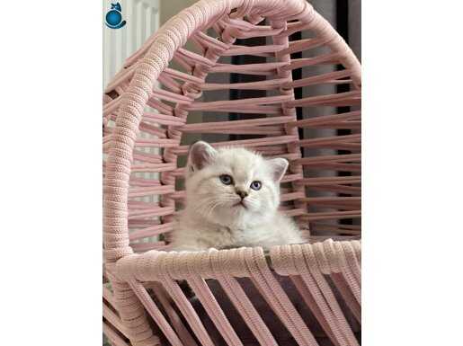 Dişi British Shorthair 