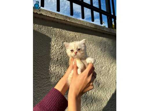 Krem renkli yavru kedi