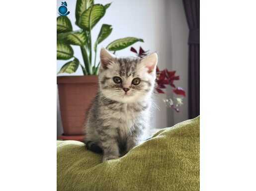 Sevimli yavrumu sahiplendireceğim