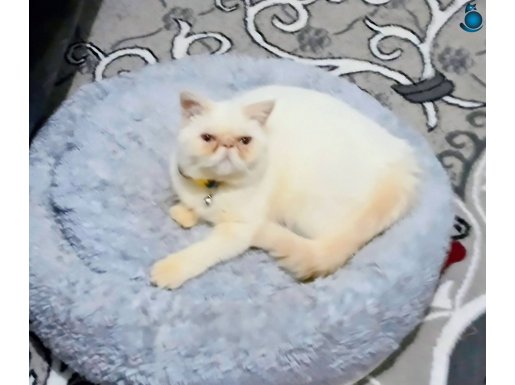 Biraz Tombişim ama ben çok tatlıyıımm 