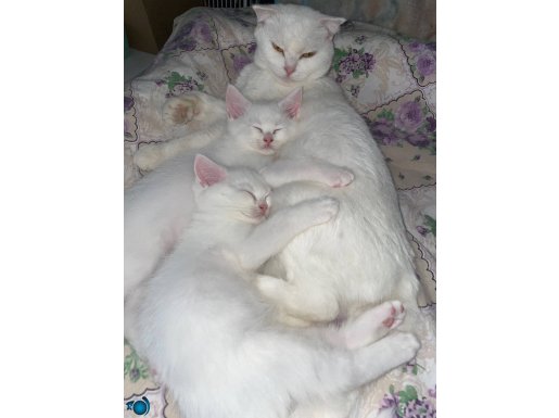 Oyuncu yavrularım yeni yuvalarını arıyor 