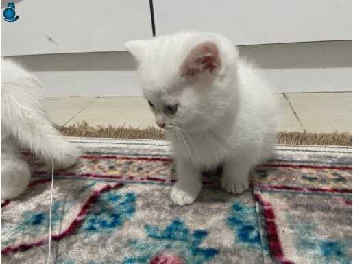 Sevimli yavrularım yeni yuvalarını arıyor 