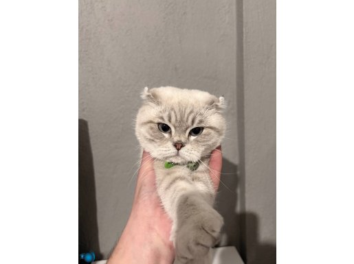 Her eve bu kediden lazım