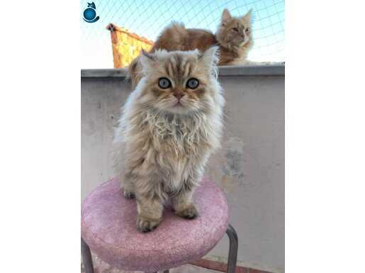 2 aylık yavru british longhair istanbul