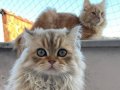 2 aylık yavru british longhair istanbul