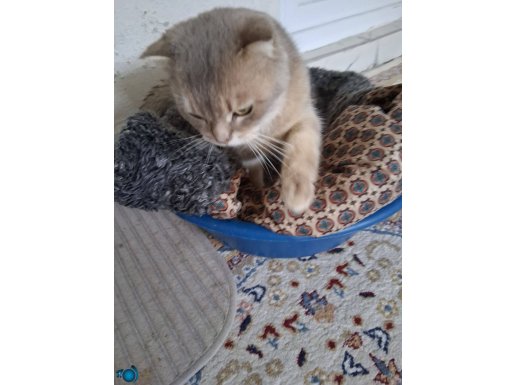 Vergi vermemek için konuşmuyor sadece 