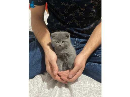 Kızımız yuva arıyor