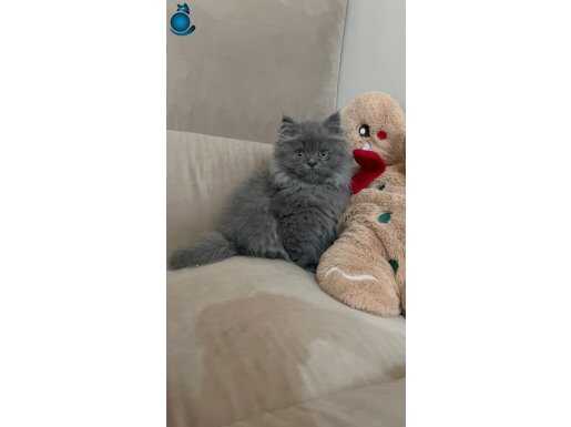 A kalite british longhair yavrularımız