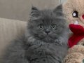 A kalite british longhair yavrularımız
