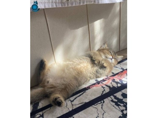 Ömürlük yuva arıyoruz