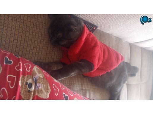 ÇOK AKİLLİ VE SEVİMLİ