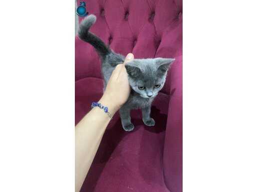 Biri shorthair biri longhair iki kedim var 4 aylıklar