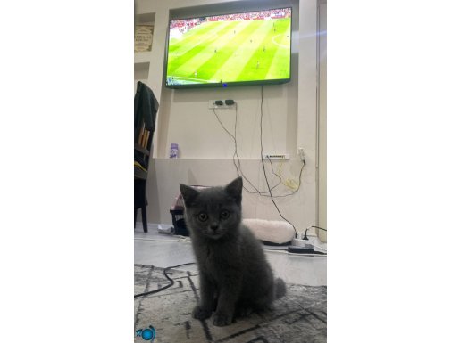 İki kedim var Ağustos doğumlular Tüm aşıları yapıldı.